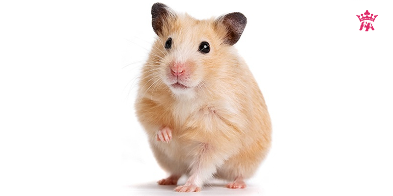 Cách nhận biết Hamster bị bệnh tiểu đường