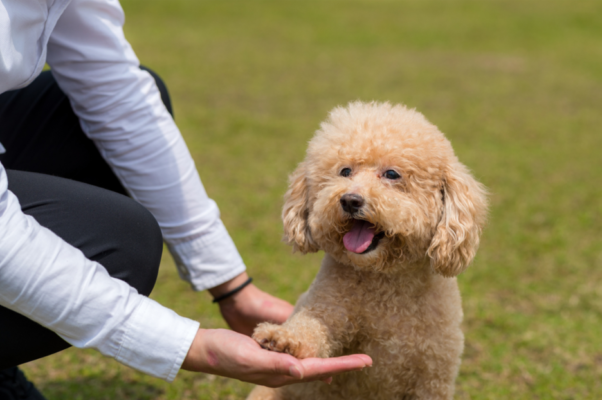 chó poodle khi tập luyện cùng nhau với chủ sẽ đem đến lợi ích rất lớn