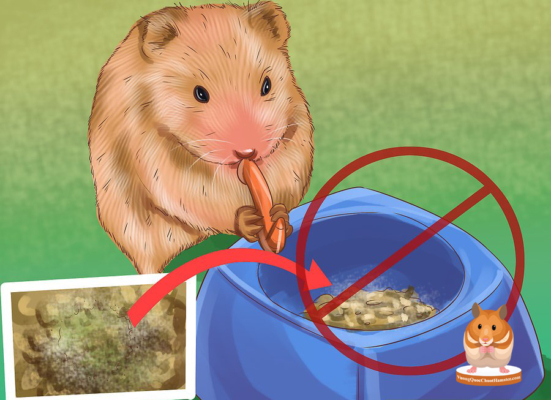 bệnh dạ dày trên hamster